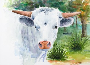 white longhorn bull calf original watercolor by annette bennett